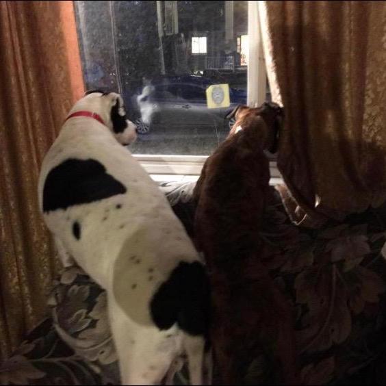 Our Daisy and Apollo waiting for us to come in the door. We miss and love them both so very much