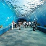 Ripley's Aquarium of Myrtle Beach