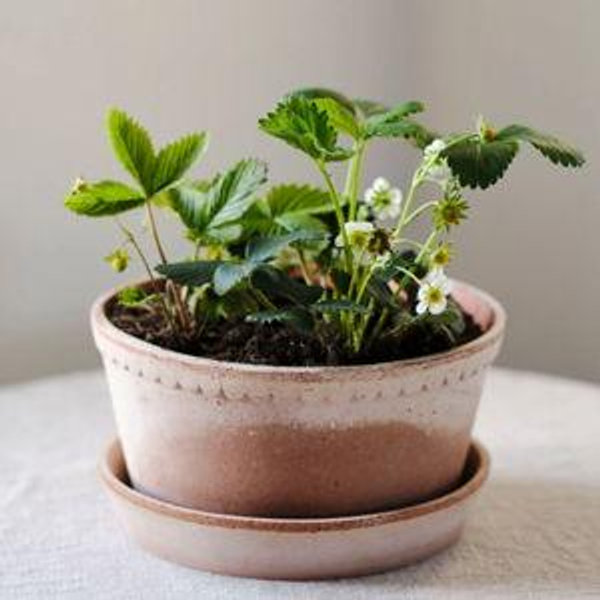 Planter & Saucer - Wide