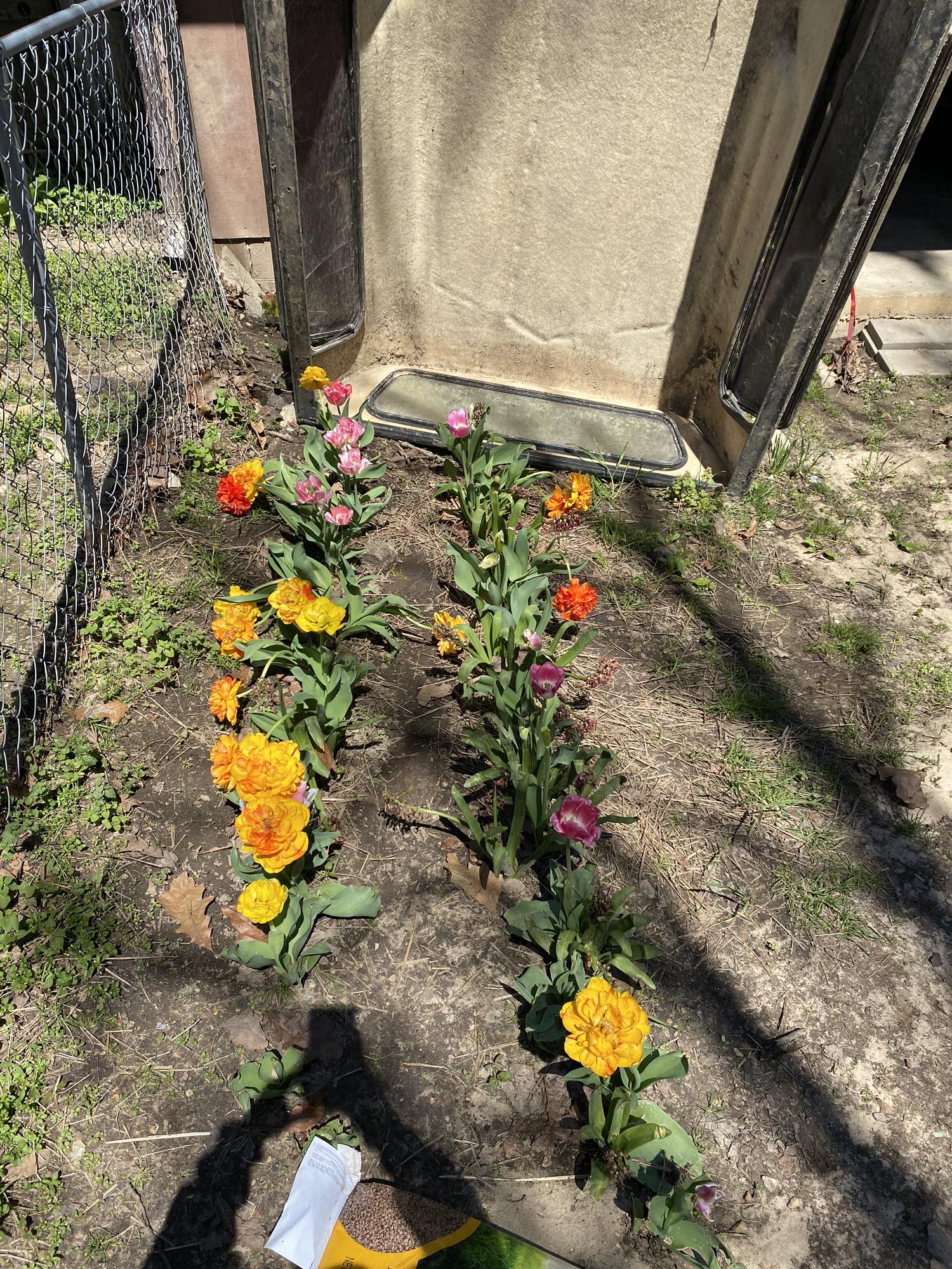 Don’t hate on the camper shell, she protected the flowers from the heavy rains.