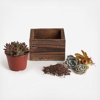 8-Piece 6" Wood Succulent Planter DIY Kit
