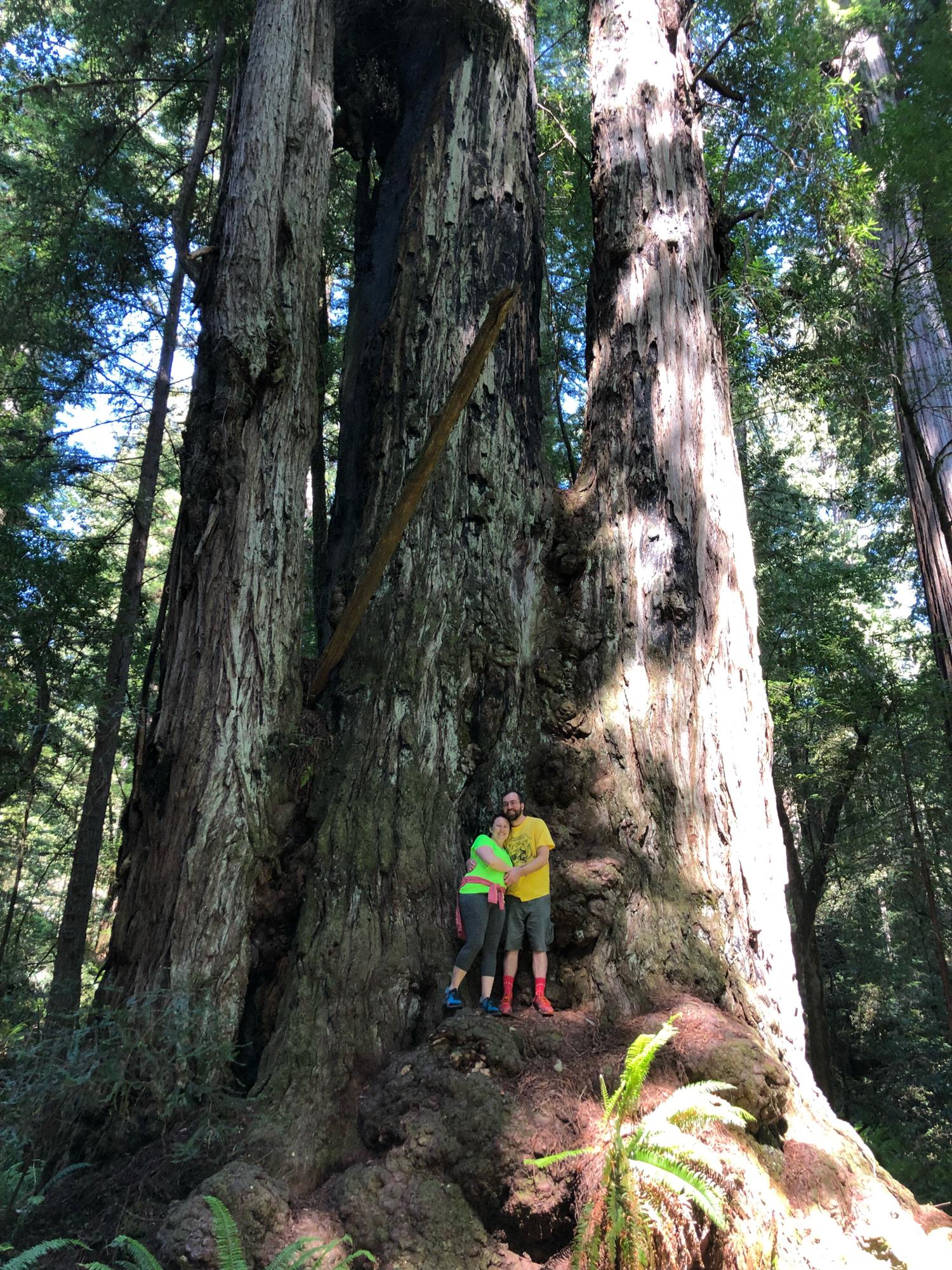 Tall Trees hike in California with the most amazing Redwoods