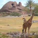 The Phoenix Zoo