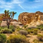 Jumbo Rocks Campground - Joshua Tree National Park