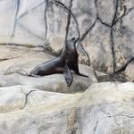 Seneca Park Zoo
