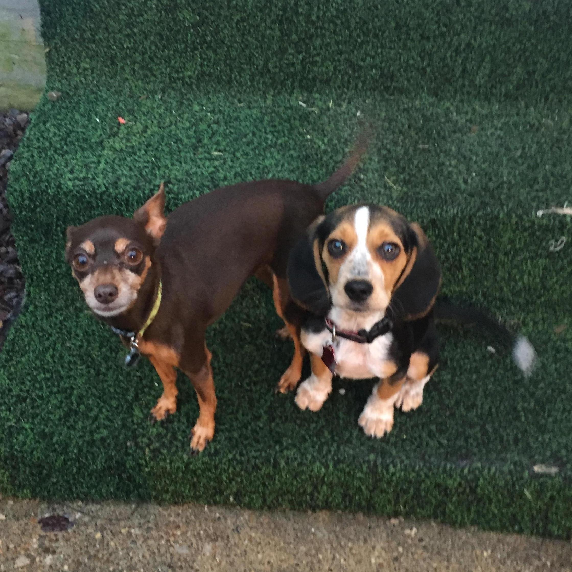 July 2016 - Ellie (Harley's dog from college) got to know her first baby brother, Astro.
If she thinks he's bad, just wait until she meets her other brother!