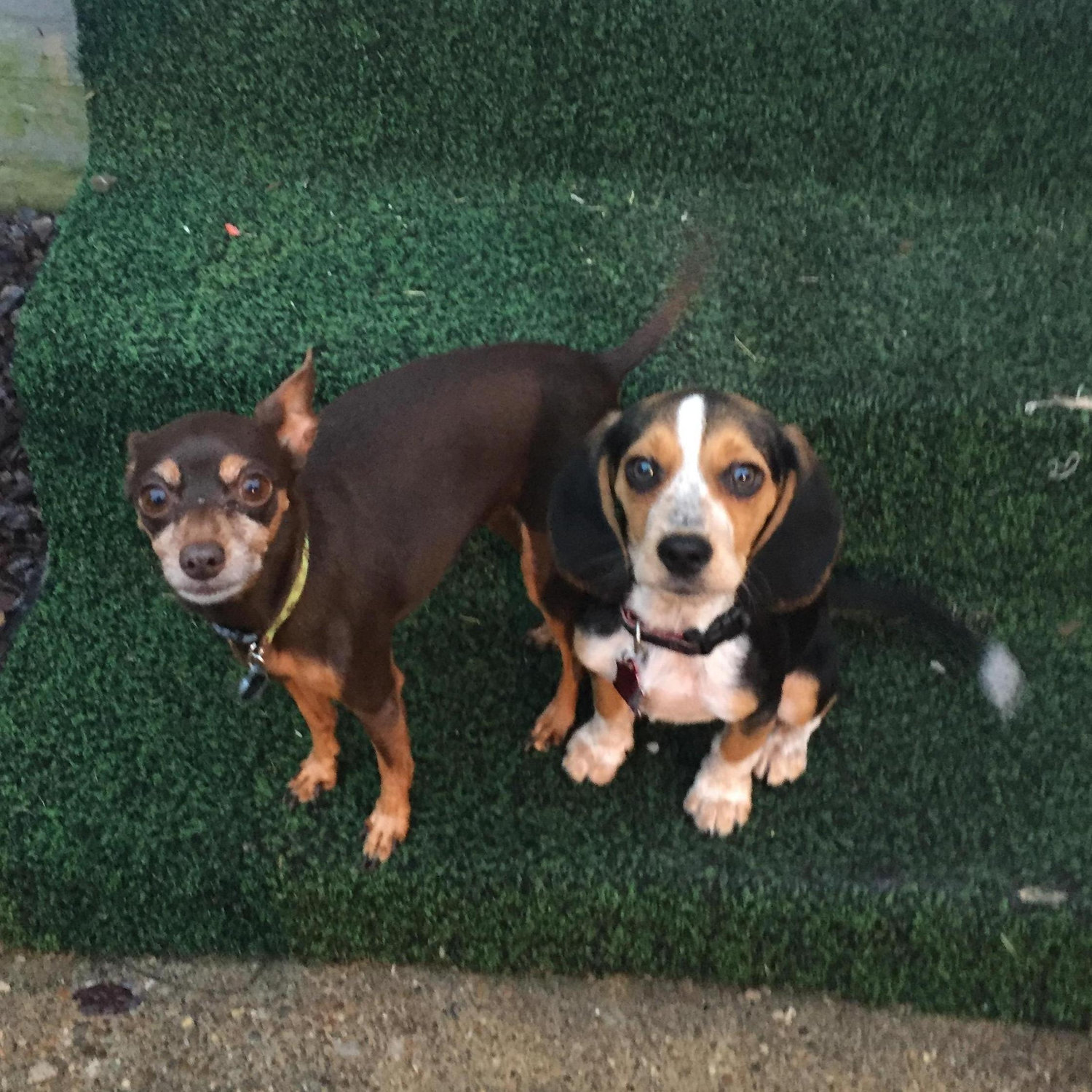 July 2016 - Ellie (Harley's dog from college) got to know her first baby brother, Astro.
If she thinks he's bad, just wait until she meets her other brother!