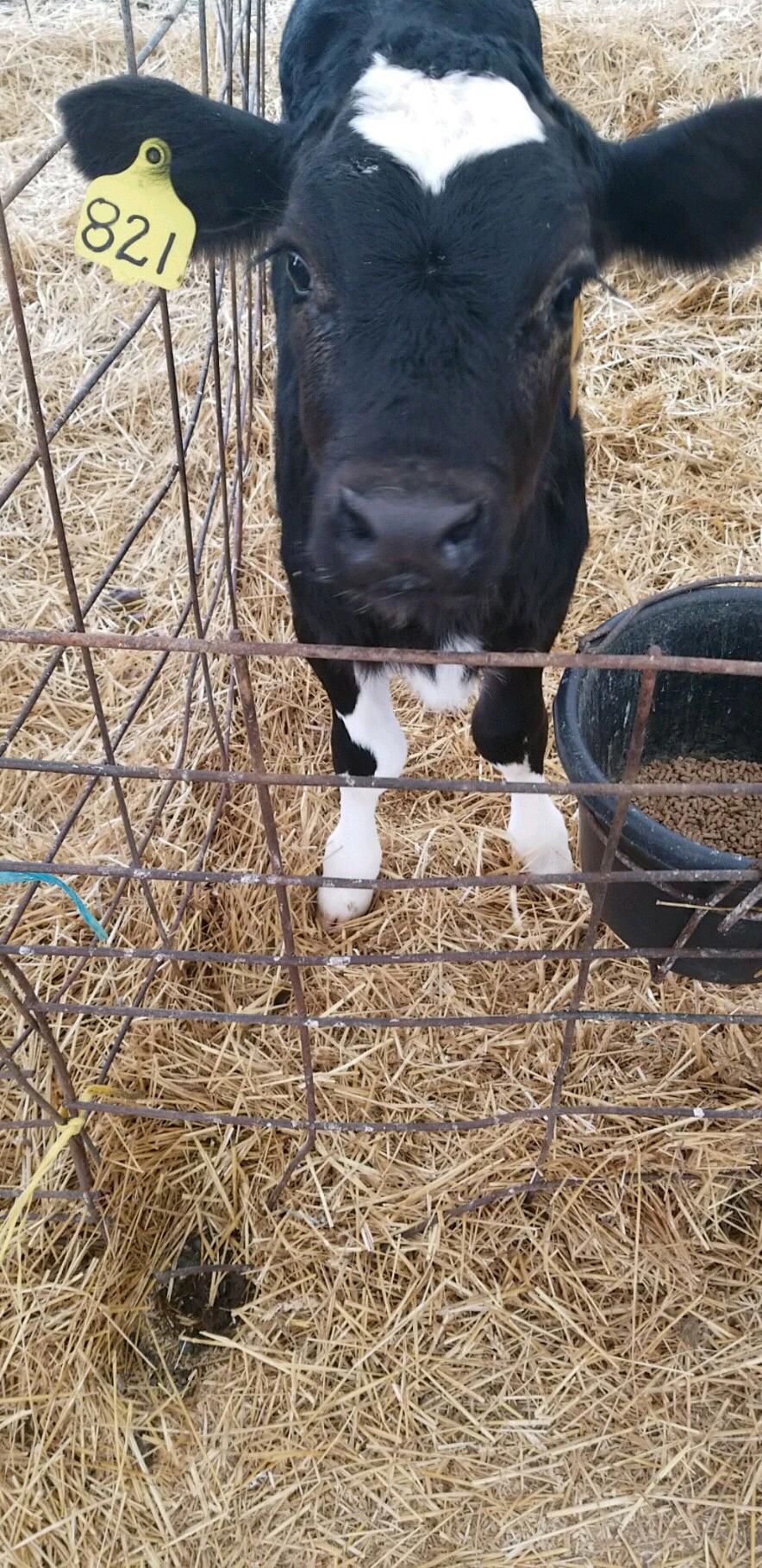 Sweet baby girl 💜🐮💜