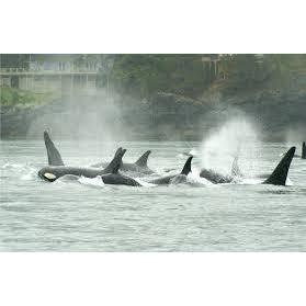 Orca whales