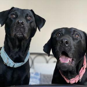 Year's Supply Of Pet Treats & Toys