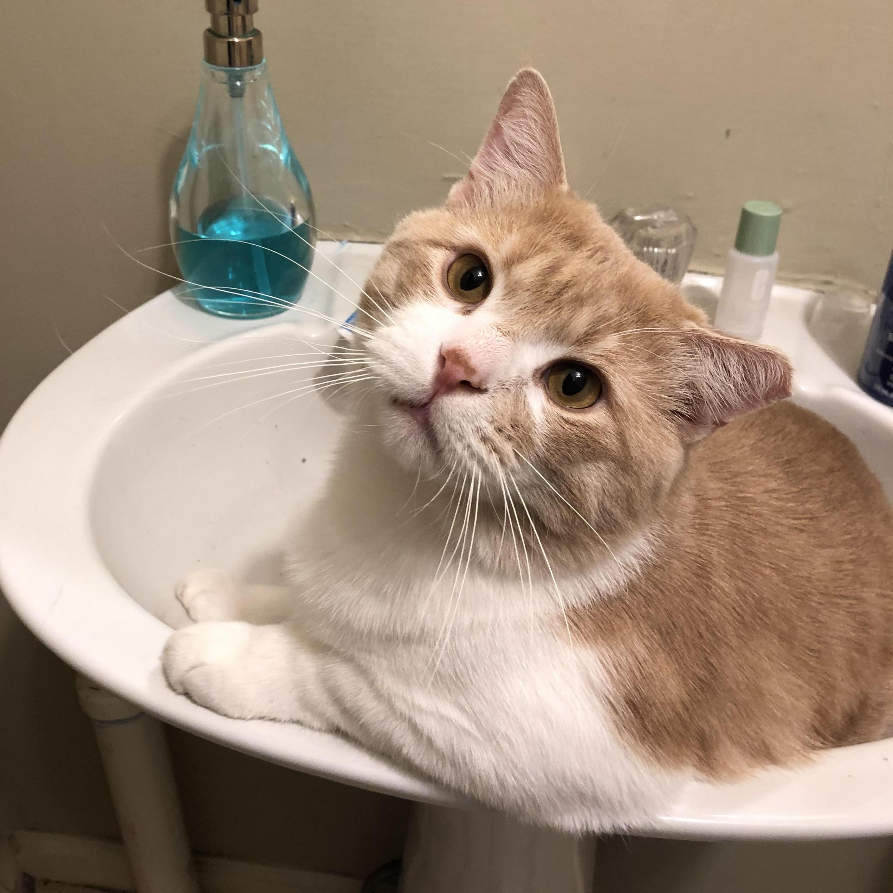 Beast - 16 lbs. of recently neutered tomcat & neighborhood favorite.