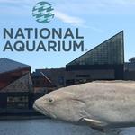 National Aquarium