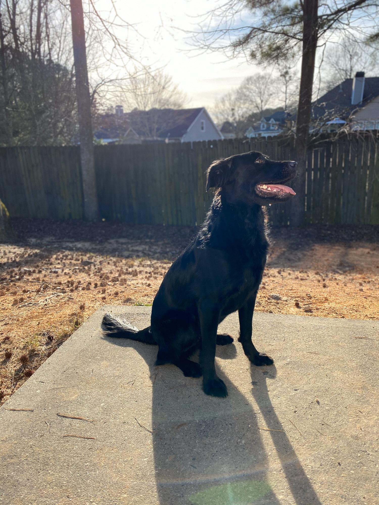 Stella