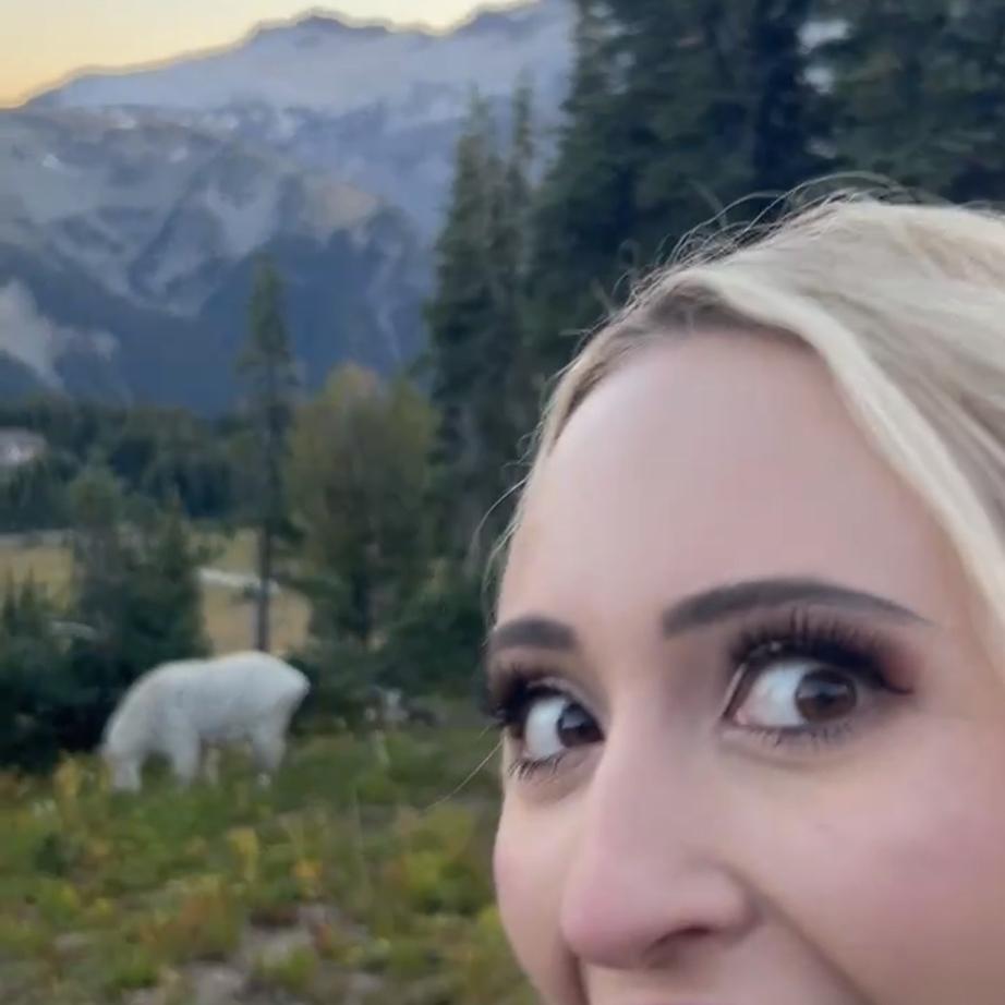 Mountain Goat Sighting