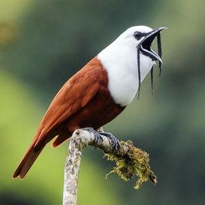 Monteverde Cloud Forest Reserve Birding Tour