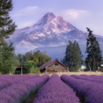 Lavender Valley