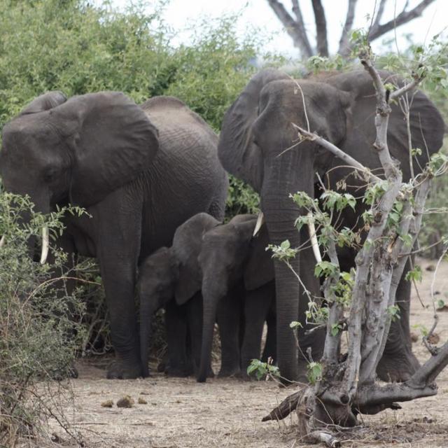 Chobe Day Trip