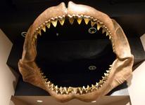 Arizona Museum of Natural History