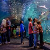 Adventure Aquarium
