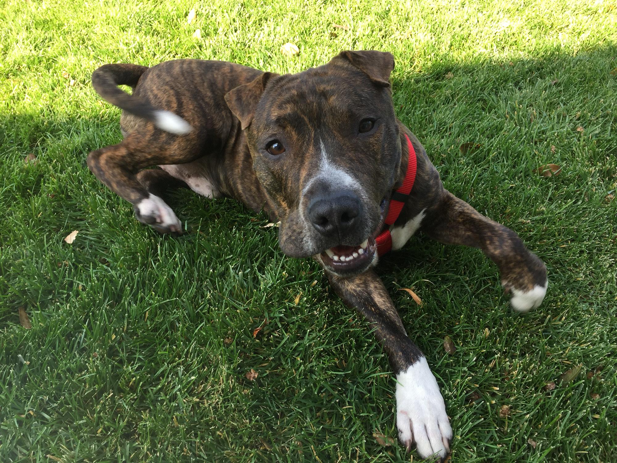 Lucas, the Best Pup in the world! Adopted a little over a year ago, and living his best life!