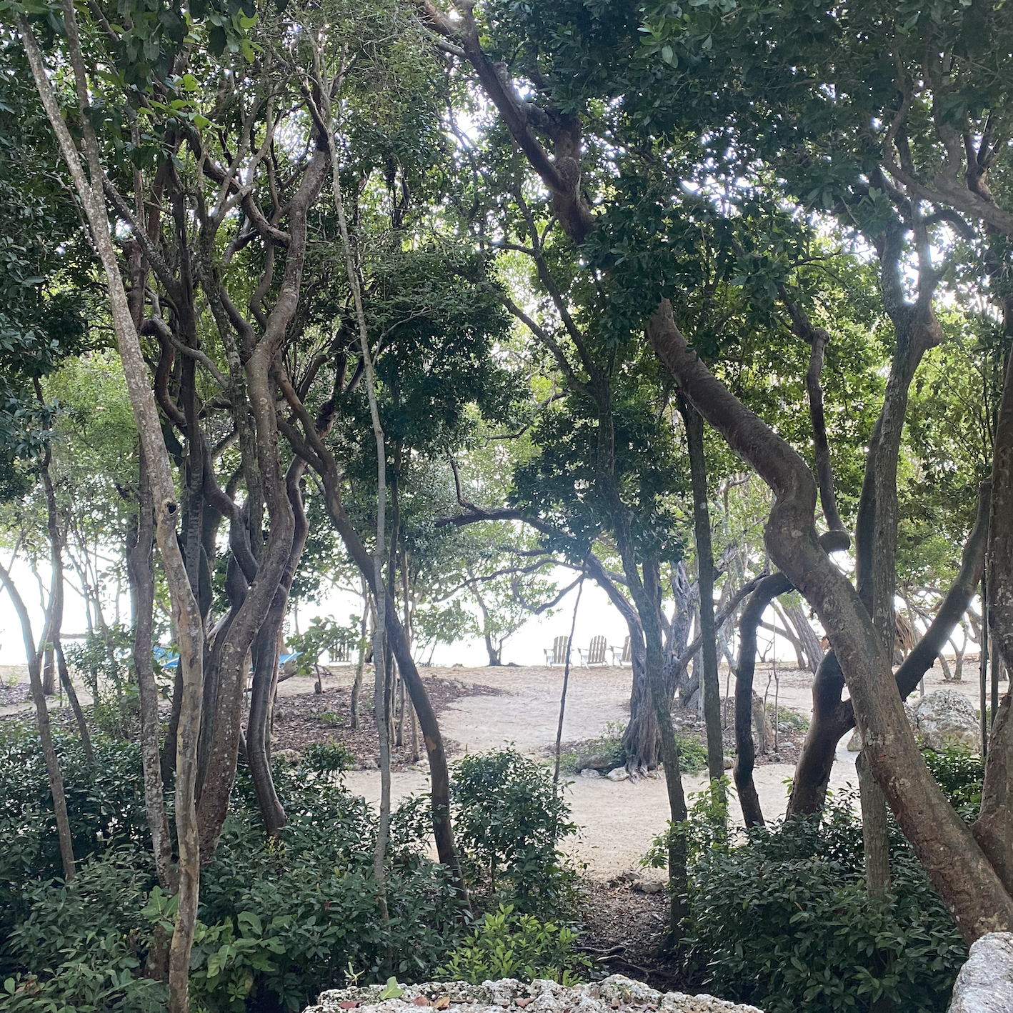Partial Water room view - Hammock Wing