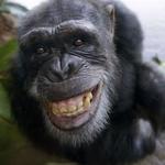 Dublin Zoo