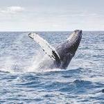 Hyannis Whale Watcher Cruises
