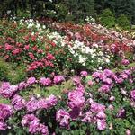 International Rose Test Garden