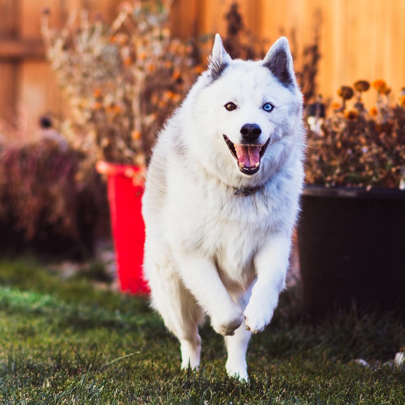 Our Handsome Husky, Noah