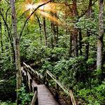 Rock Bridge Memorial State Park