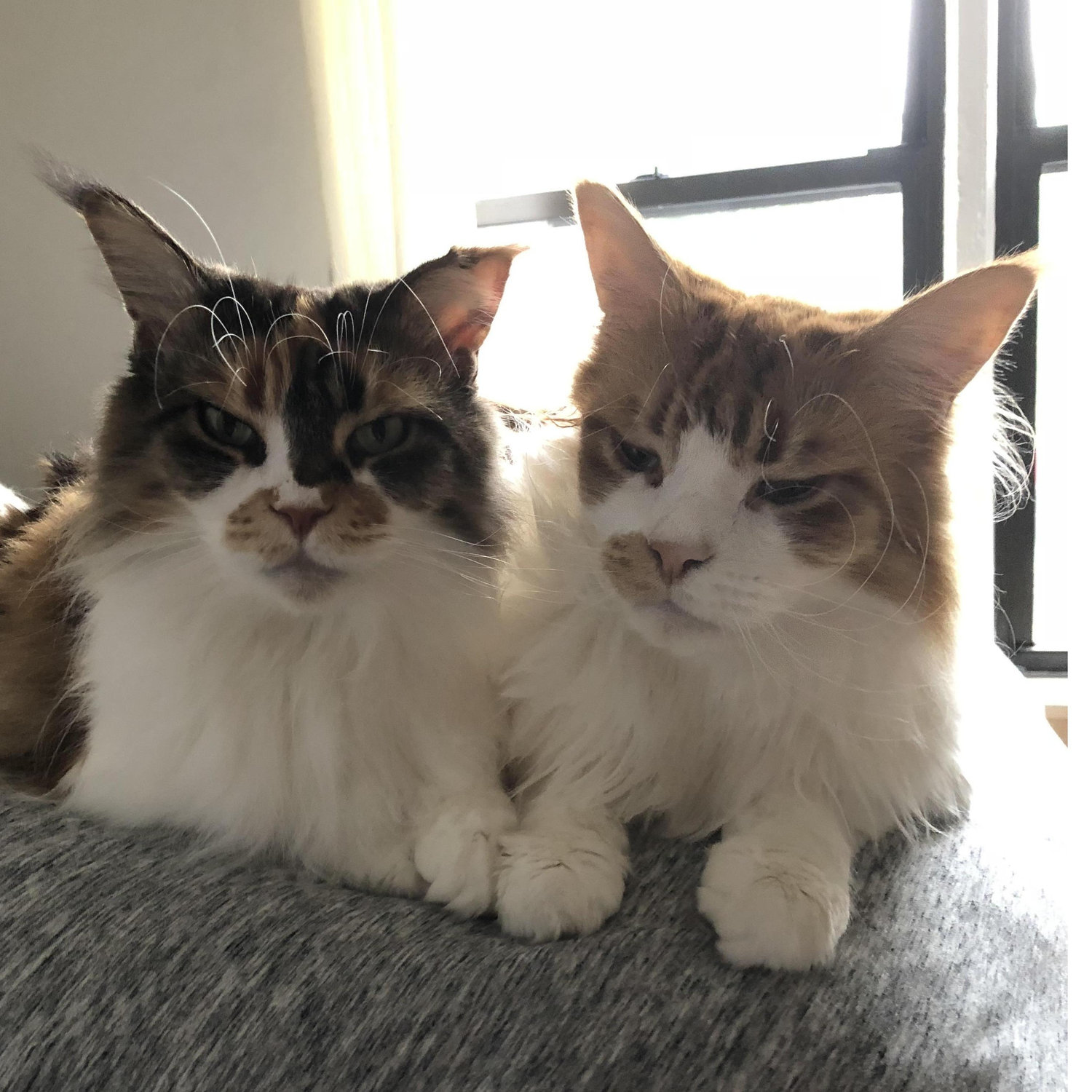 Dee (left) and George (right). Swing by our apartment on Sullivan Street and you might see them chilling in the window.