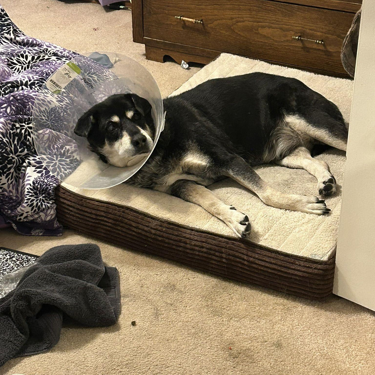 Corbin and the cone of shame.