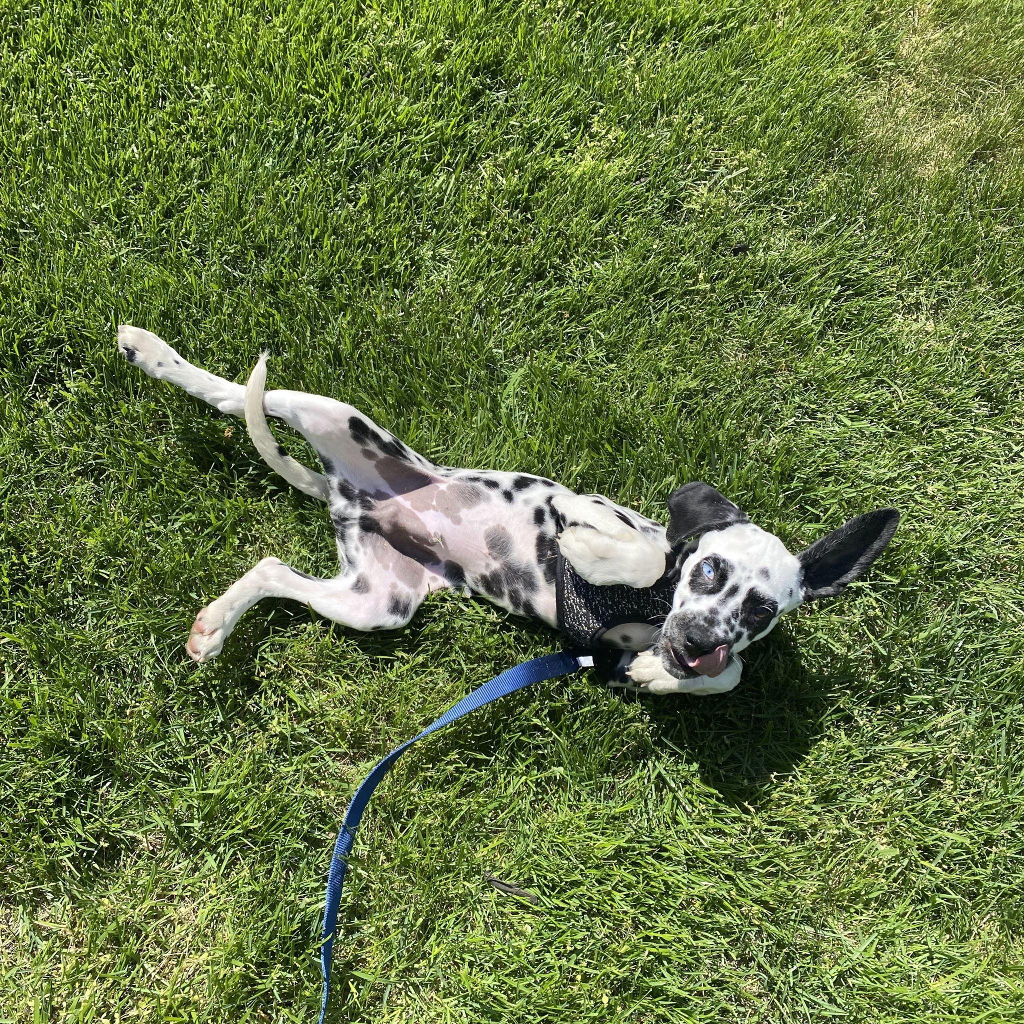 Milo’s first picture