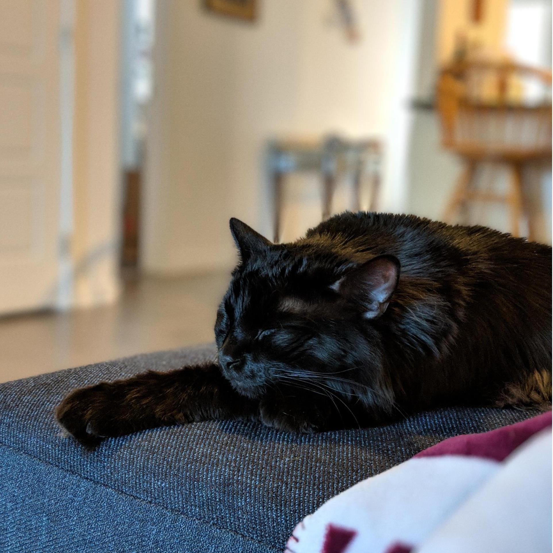 This is Nestin, the baby of our family. Nestin is the longest cat in town and enjoys treats, string toys, and chasing Iris.