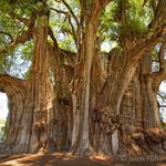 Tree of Tule