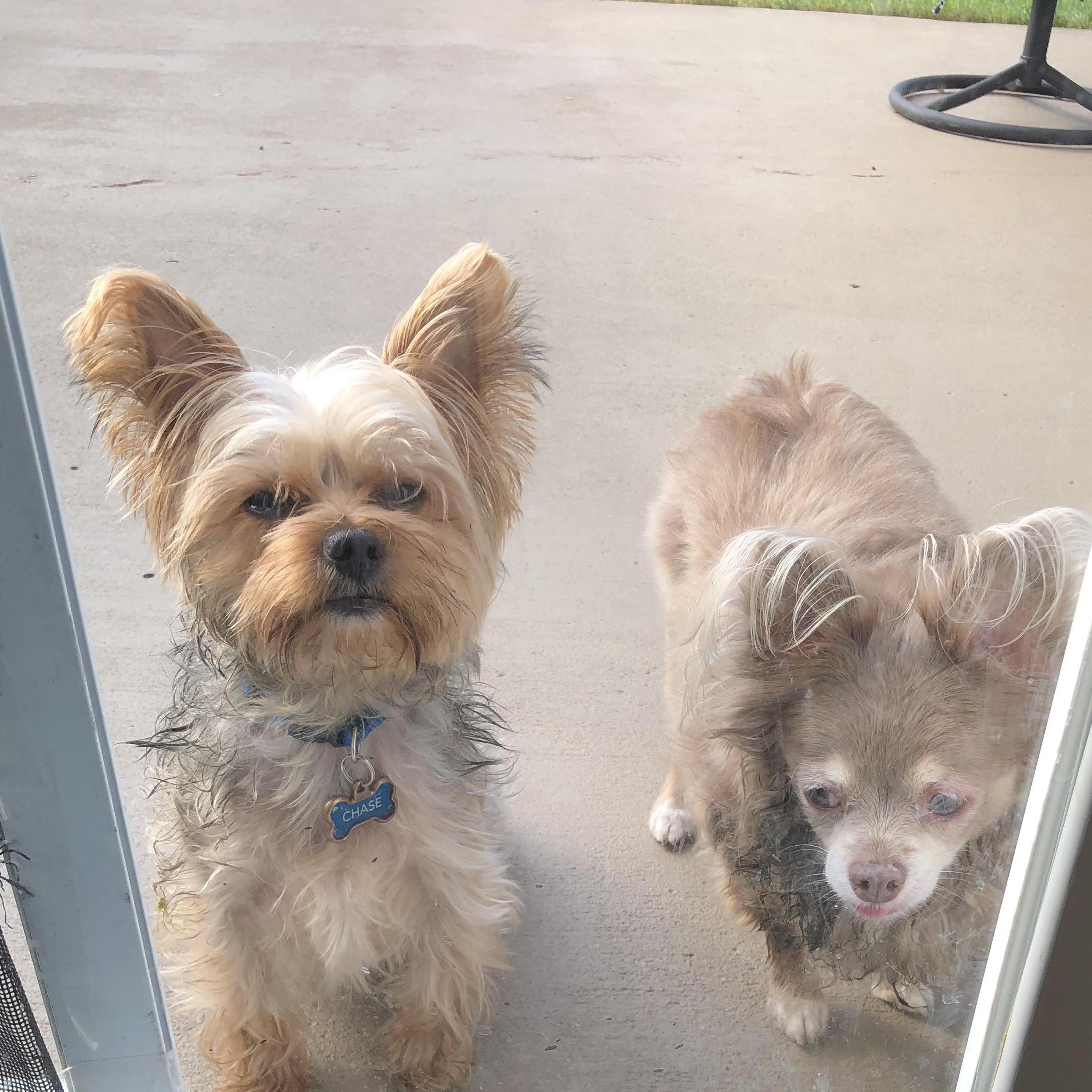 Chase & Batman. Guilty faces after being in the backyard.