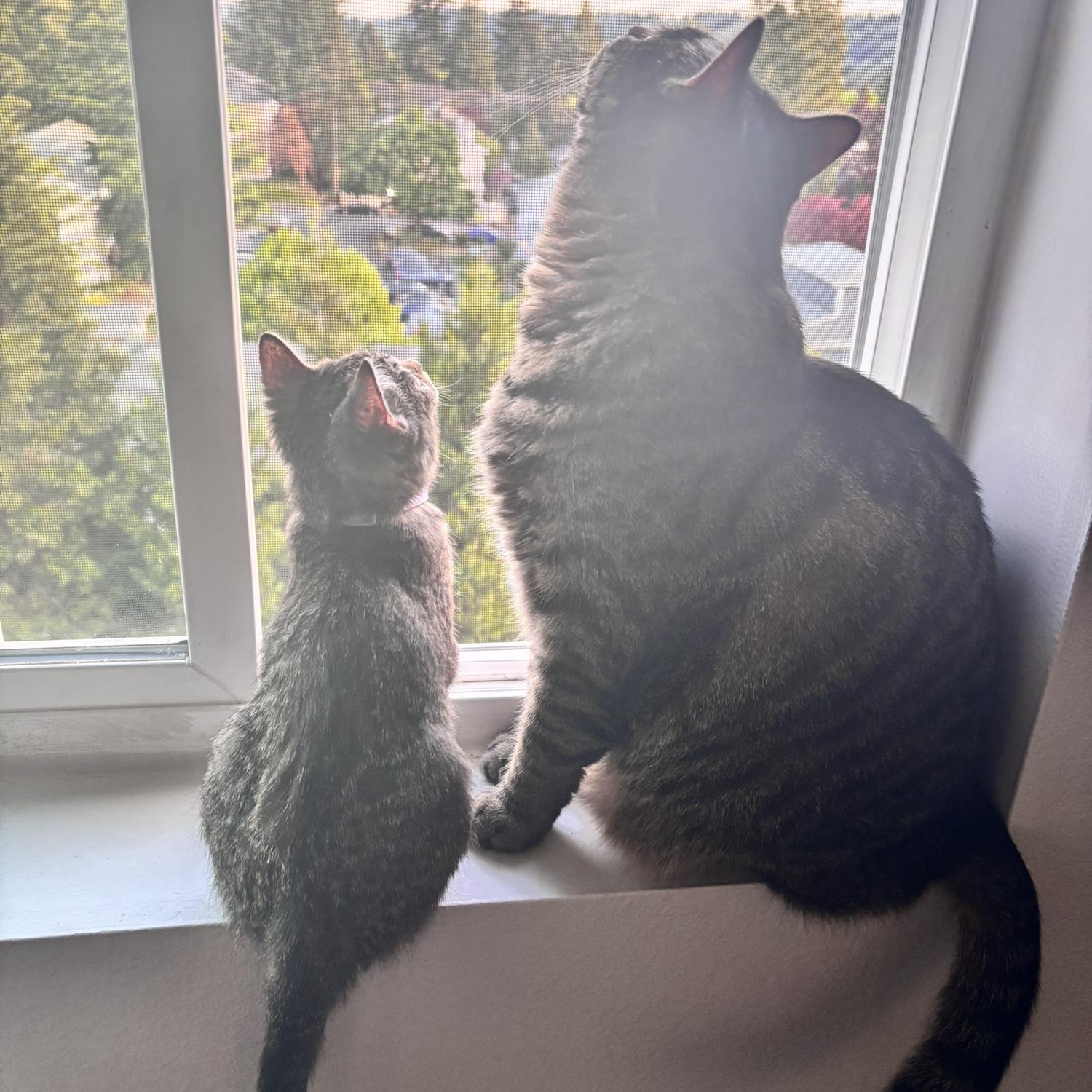 Kit Kat and Baby Ruth