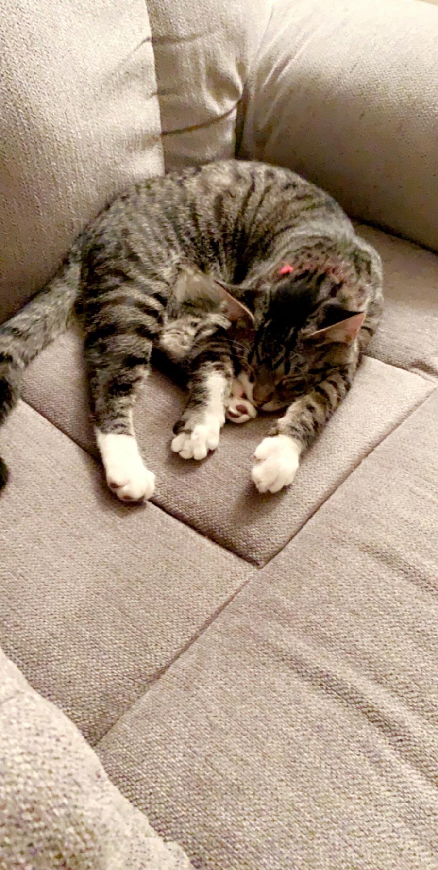 Simba Sleeping with his Arms out