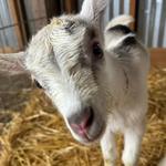 Harley Farms Goat Dairy