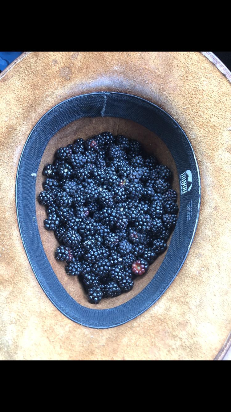 Blackberries picked from our favorite spot in Auburn!
