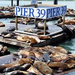 PIER 39