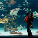 Newport Aquarium