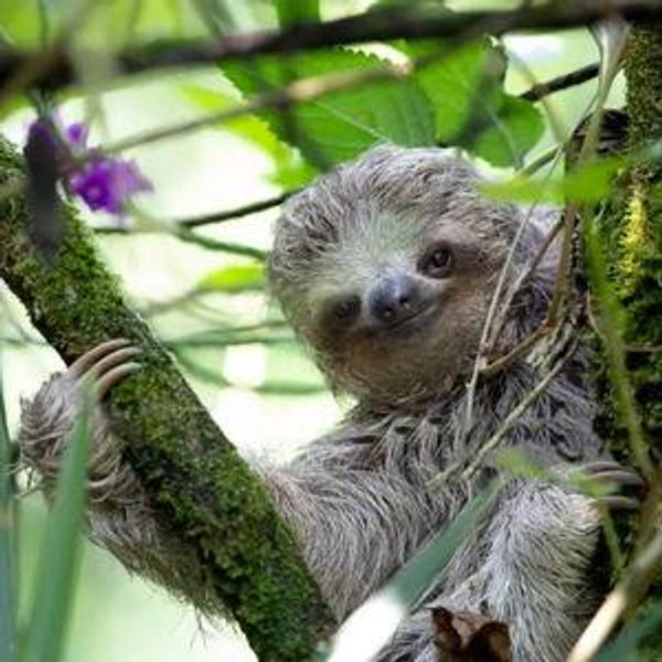Volcano Hike & Sloth Quest