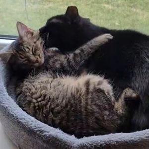 Spoil the Cats