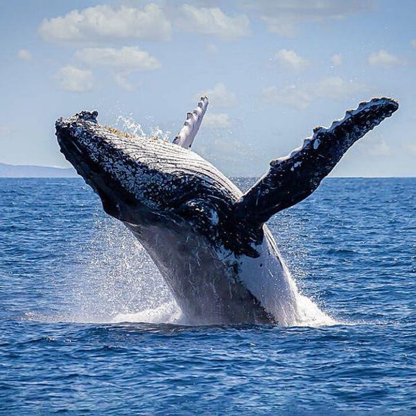 Whale Watching and Dolphin Cruise