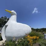 The Big Duck