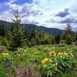 Triple Tree Trailhead