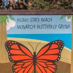 Monarch Butterfly Grove