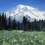 Mount Rainier National Park