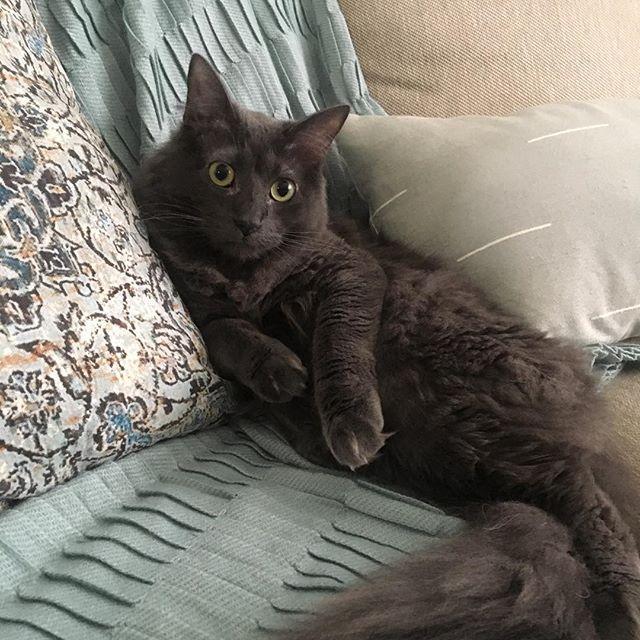 Our little love, Pong.